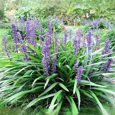 <p>Monkey Grass</p>