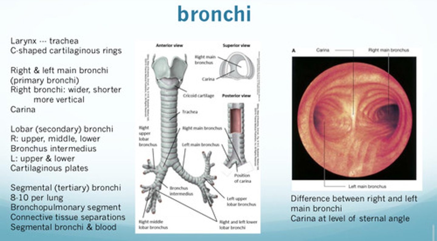 <p>1) right primary/main bronchi are wider, shorter, more vertical than left primary/main bronchi</p><p>2) right lobar secondary bronchi: upper, middle, lower (right lung has bronchus intermedius that divides the upper and middle/lower lobar bronchus)</p><p>3) left lobar secondary bronchi: upper and lower</p>