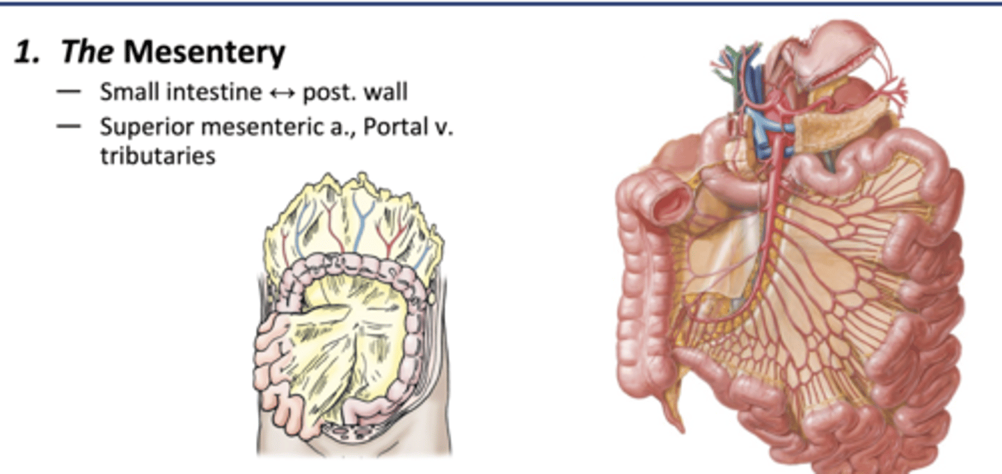 <p>-Peritoneal fold that attaches the small intestine to the posterior wall</p><p>-Superior mesenteric a, portal vein tributaries</p>