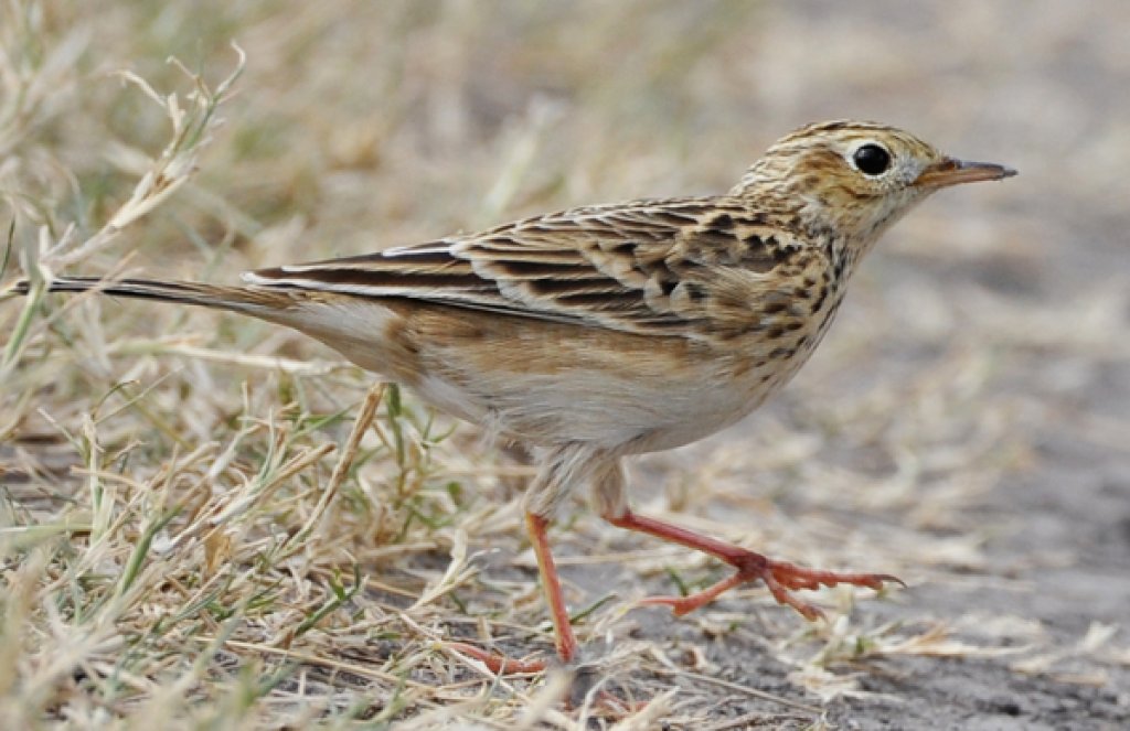 <p>Identify this bird and its habitat</p>