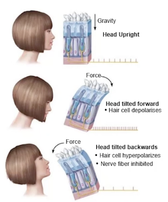 <p><u>Static</u></p><p>Position of head, relative to gravity + forwards/backwards</p><ul><li><p>motionless, moving in a straight line</p></li></ul><p>→ when head positions move, gravity pulls on stones, distorting jelly </p><p>→ Bending the hair cells in the <strong>vestibule</strong></p><ul><li><p>Forward = depolarisation</p></li><li><p>Backward = hyperpolarisation</p></li></ul><p></p><p><u>Dynamic</u></p><p>Evaluating position of head while it is rotating, or moving in an angular direction </p><p>→ detected by hair cells in the <strong>semi circular canals</strong></p><p></p>