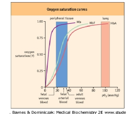 <p>Hb:</p><ul><li><p><span>restricted to erythrocytes</span></p></li><li><p><span>heterotetrameric protein</span></p></li><li><p><span>four O2 binding sites</span></p></li><li><p><span>O2 transport from lung to tissues</span></p></li></ul><div data-type="horizontalRule"><hr></div><p>Mb:</p><ul><li><p><span>found in striated and skeletal muscle</span></p></li><li><p><span>Monomeric – one O2 binding site</span></p></li><li><p><span>stores O2 in cytoplasm</span></p></li><li><p><span>delivers O2 to mitochondria on demand</span></p></li></ul><div data-type="horizontalRule"><hr></div><p>Note the difference in saturation curves; Hb has a sigmoidal curve  b/c of its cooperative characteristics</p><p></p>