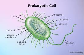 <p>Single-celled organisms that lack membrane-bound organelles, and do not have nuclei surrounded by nuclear membranes.</p>