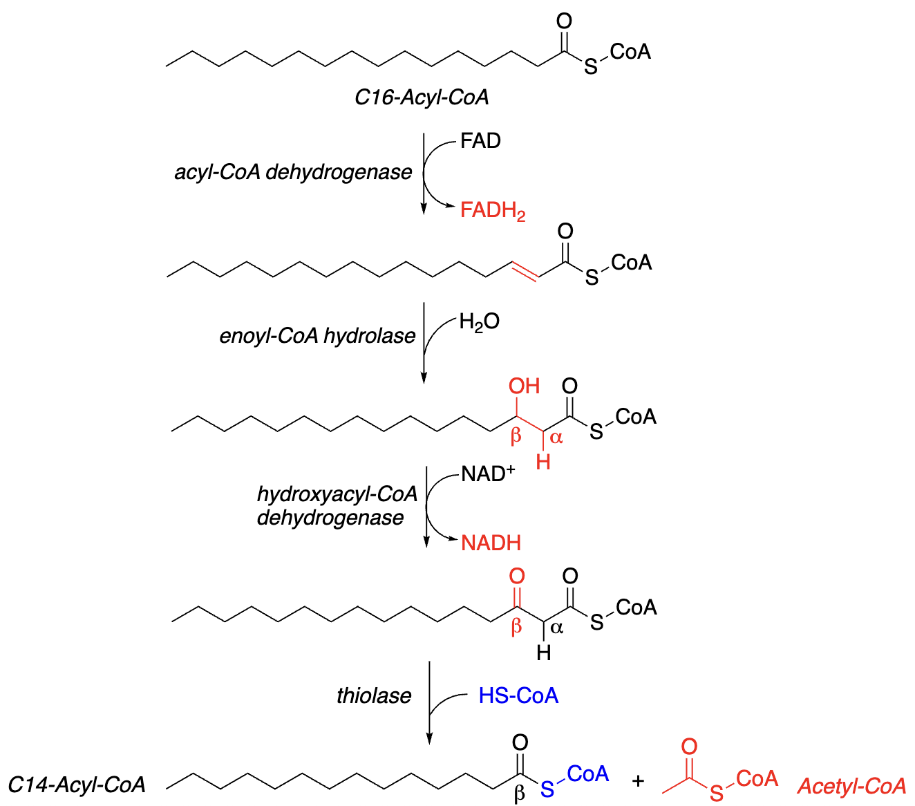 <p>4<strong> Steps of each “Round” of Beta-Oxidation:</strong></p><ol><li><p>__________ (oxidation) of acyl-CoA, reduction of FAD —> FADH2</p></li><li><p>__________ (addition of H2O)</p></li><li><p>________ of beta-carbon, ________ of NAD+ —> NADH</p></li><li><p>Reaction w/________ —> 2C-shortened acyl-CoA + 1 acetyl-CoA</p></li></ol><p></p>