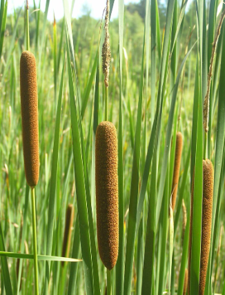 <p>Narrowleaf cattail</p>
