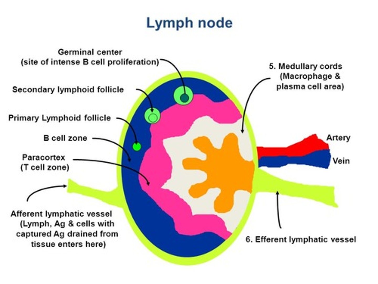 <p>Macrophages will be transported to the B and T Cells, which are in the lymph nodes, via lymphatic vessels. The Tc Cells and antibodies will then go through the Thoracic Duct, enter the bloodstream and eventually diffuse through the blood vessels into the tissues where they can assist in fighting invaders.</p>