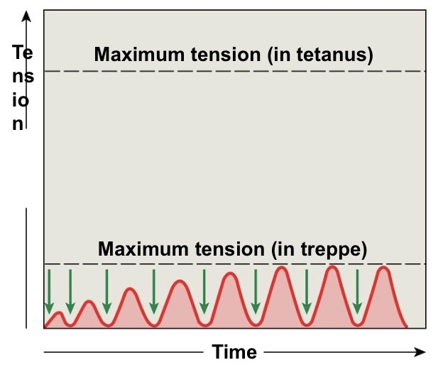 <p>• A stair-step increase in twitch tension</p><p class="has-focus">• repeated stimulations immediately after relaxation phase</p><p class="has-focus">-Stimulus frequency 50 /second</p><ul><li><p class="has-focus">Causes a series of contractions with increasing tension</p><p class="has-focus"><span style="color: red;">Increase in peak tension</span></p></li></ul><p></p>