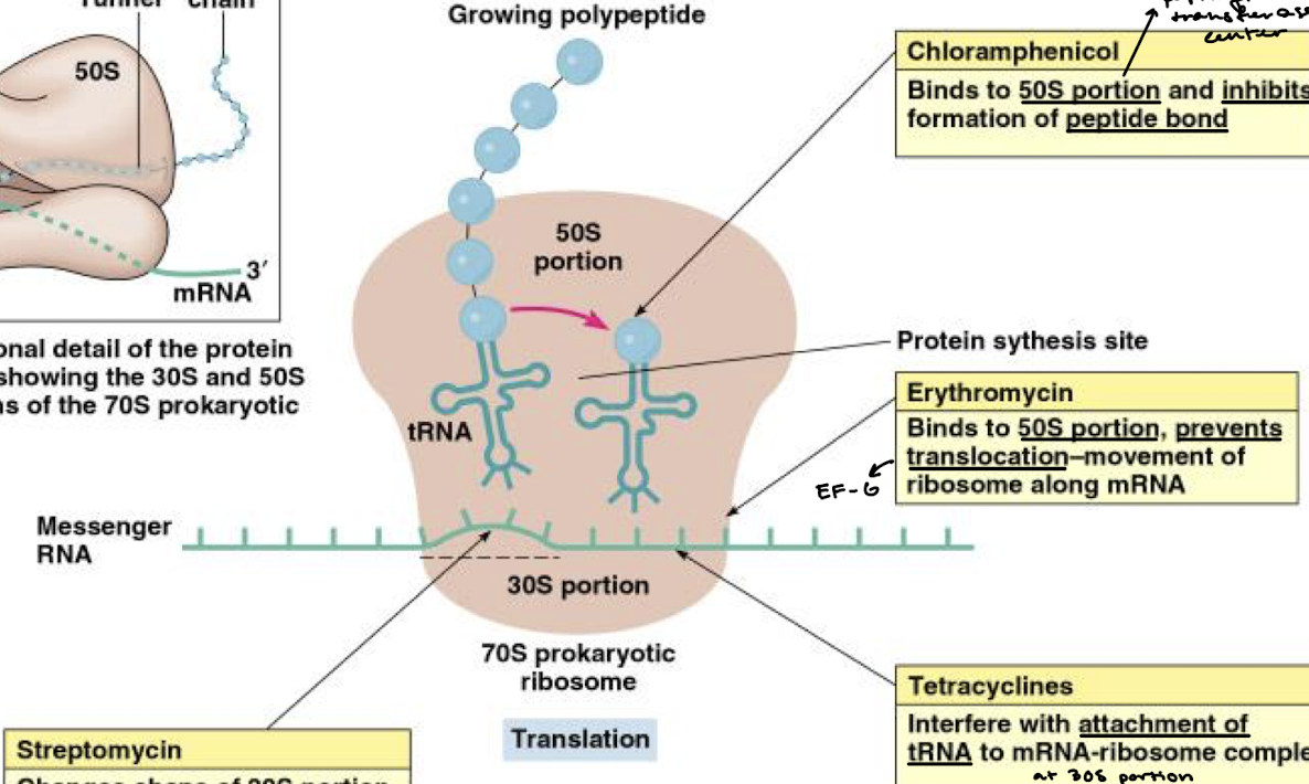 <p>Binds to the 50S portion of the ribosome and prevents the translocation-movement of the ribosome along the mRNA (think EF-G).</p>