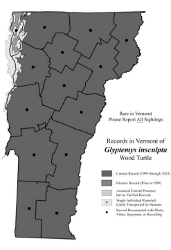 <p>Inhabits streams and rivers, feeding on land and forest nearby, overwinter in water, widespread in VT but not common in any one place (S3)</p>
