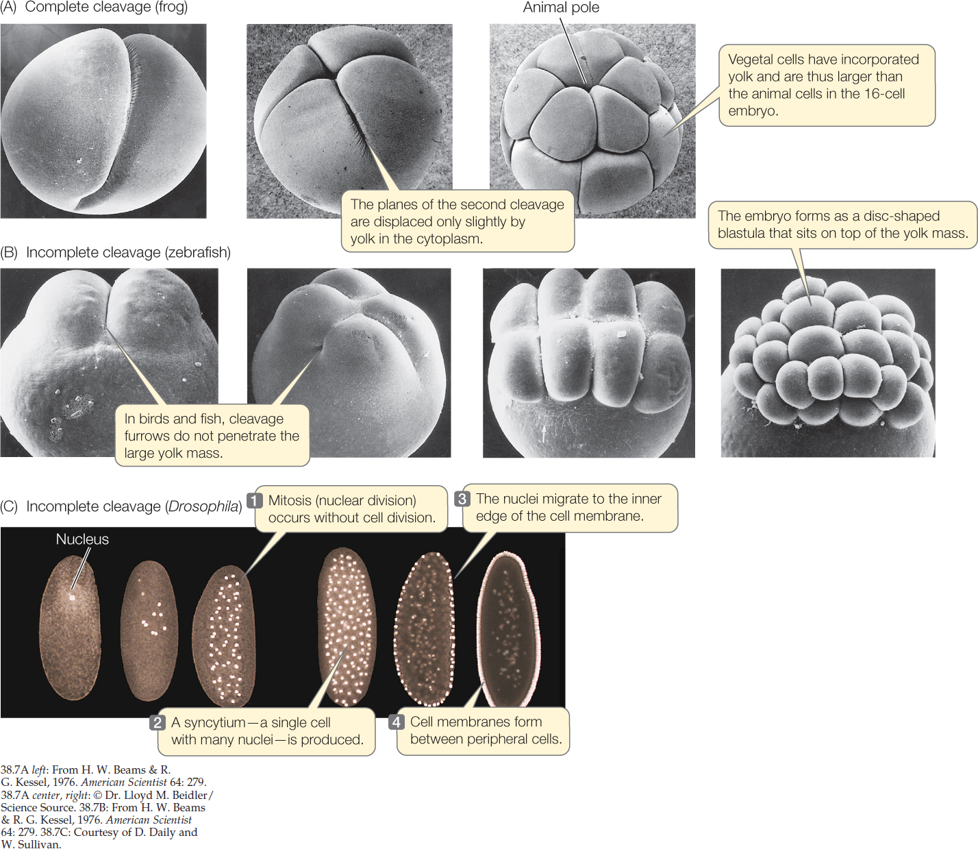 <p><strong>Patterns of Cleavage</strong></p><ul><li><p>Differences in patterns of early embryonic development reflect differences in egg cytoplasm.</p></li><li><p>(A) The ___ is a model organism representing complete cleavage.</p></li><li><p>(B) Zebrafish embryos illustrate incomplete cleavage, in which the large ___ mass limits the planes of cleavage.</p></li><li><p>(C) Fruit flies have another type of incomplete cleavage. Nuclear staining reveals the syncytial nuclei characteristic of their early development.</p><ul><li><p>These nuclei migrate to the periphery of the egg.</p></li><li><p>Cleavage _____ then move inward to separate the nuclei into individual cells.</p></li></ul></li></ul>