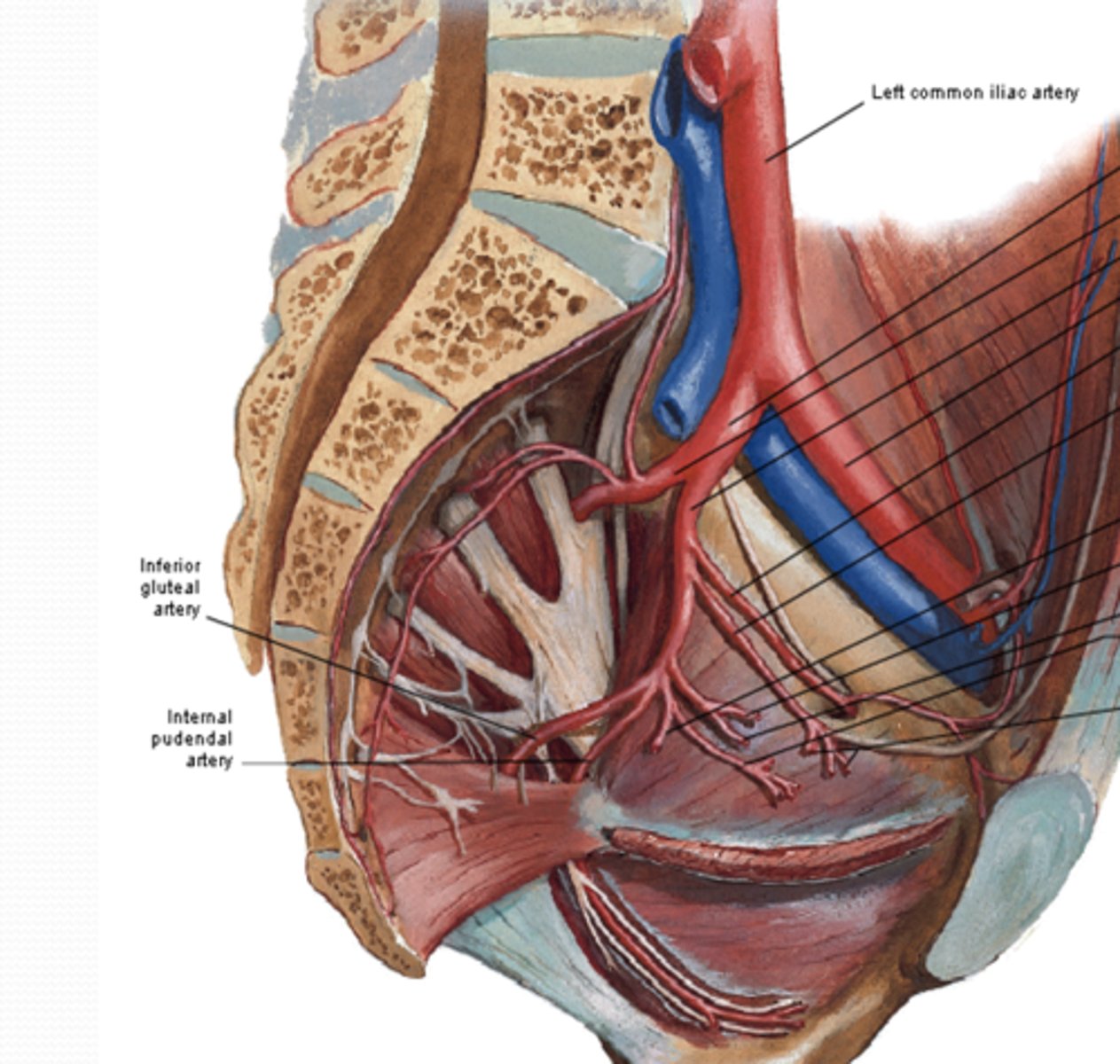 <p>What is the Inferior gluteal artery of the anterior division of the pelvis supply? What does it EXIT through and between? </p>