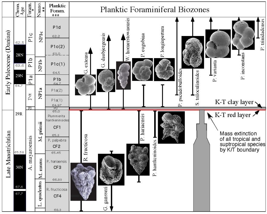 <p>Biozone </p>