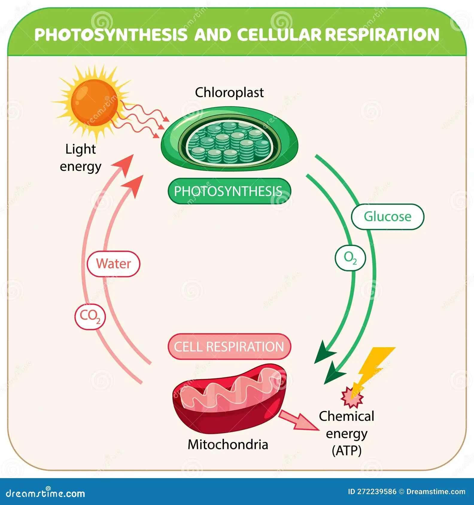 <p>Biogeochemical cycles are cycles that recycle matter through an ecosystem, including the water, carbon, nitrogen, phosphorus, and sulfur cycles.</p>