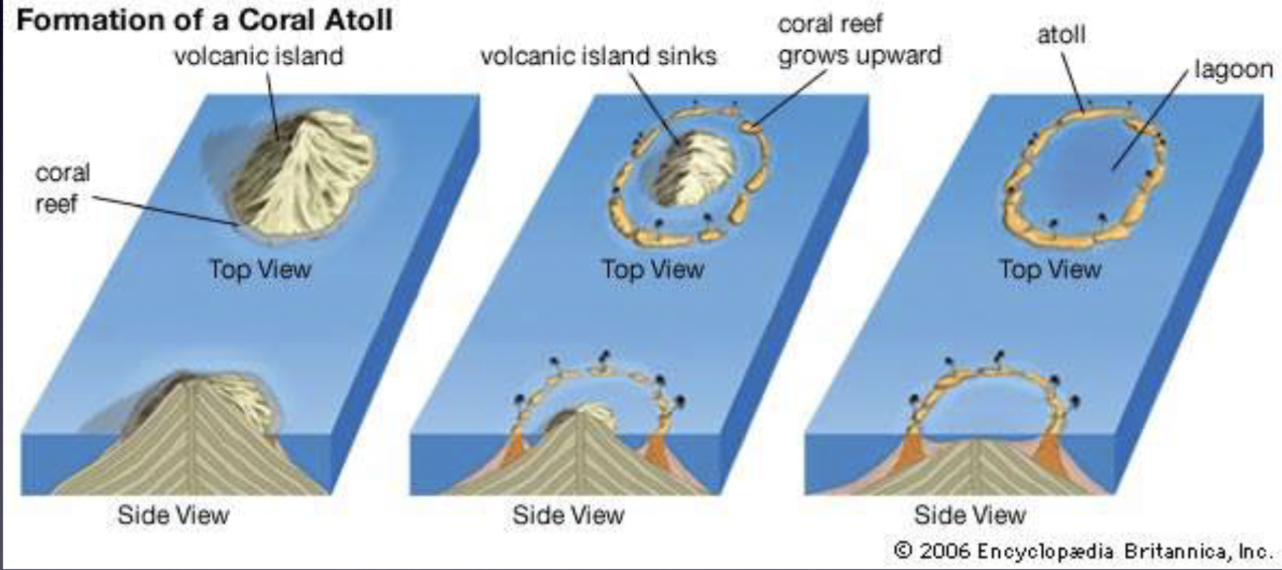 <p>Theory that various types of coral reefs and atolls could be explained by uplift and subsidence of Earth’s crust under the ocean; based on observations made during voyage on the Beagle</p><p>Flaw in Darwin’s ideas?</p><ul><li><p>Failed to consider sea level rise and fall due to glaciation (not commonly known in his time)</p></li></ul>