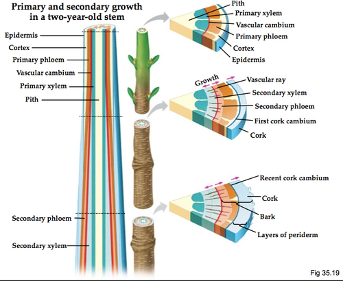 <p>Plant growth that occurs from secondary meristems and increases the girth of woody plant stems and roots by producing secondary tissues</p>