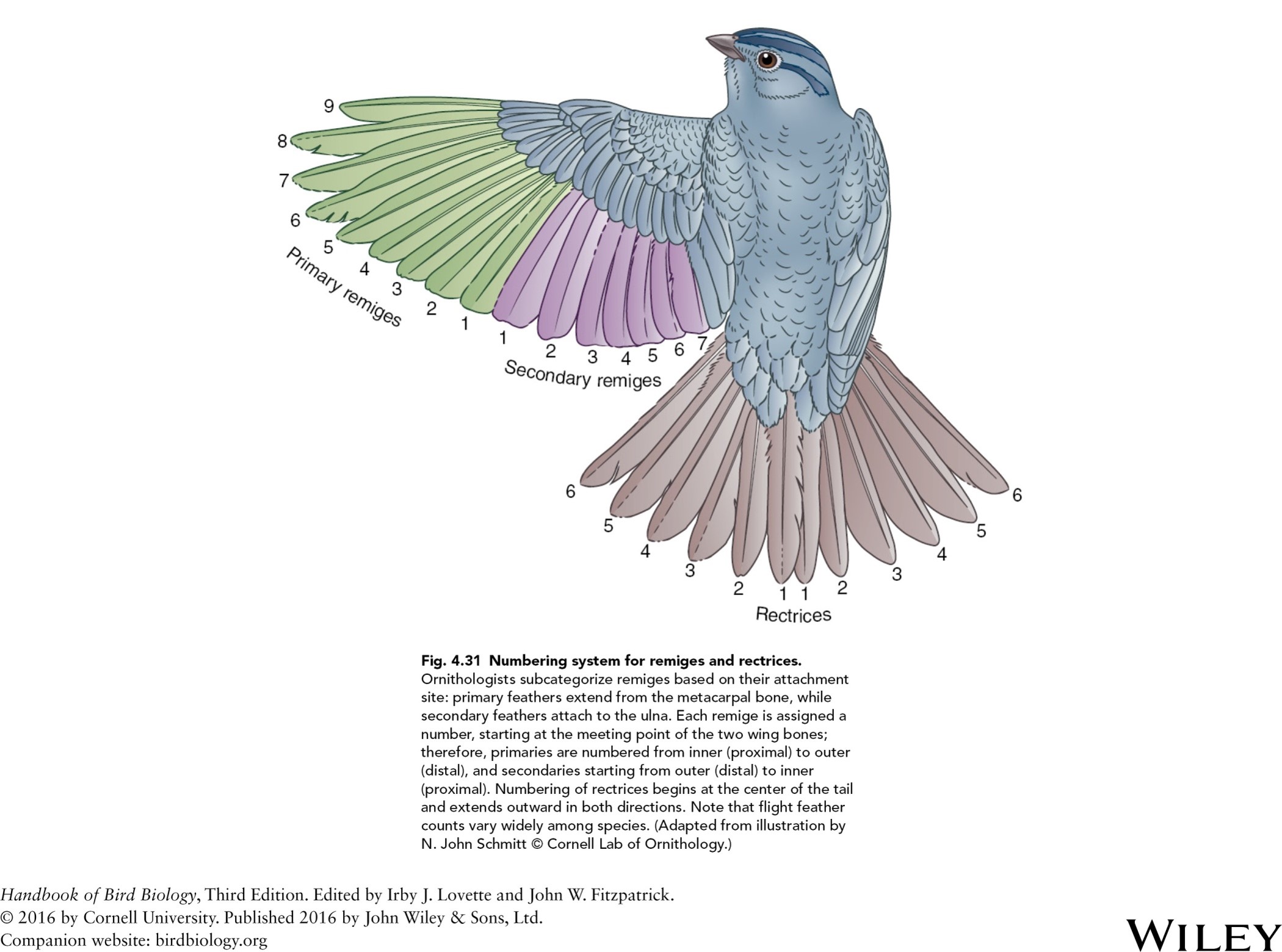 knowt flashcard image