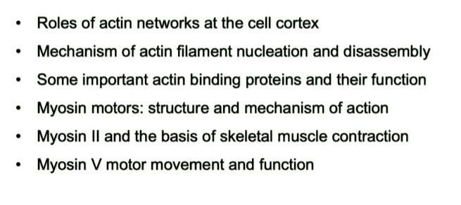 lecture 15: microfilaments, muscle and myosins Notes | Knowt