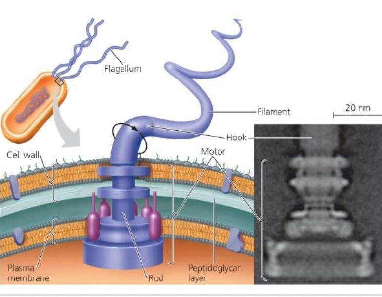 <p>Porkaryotic Flagella anatomy</p>