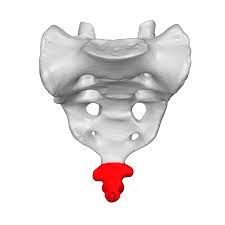 <p>The small triangle bone (tailbone)</p>
