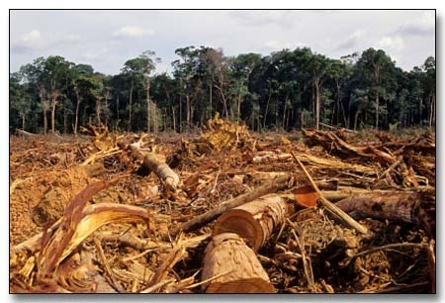 <p>la destrucción de los árboles y bosques</p>