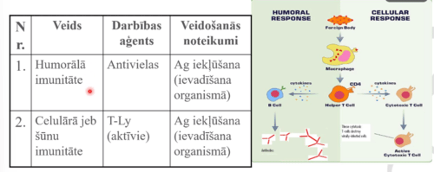 <p>humorālā - tikai antivielas</p><p>celulārā - T Ly aktīvie</p>