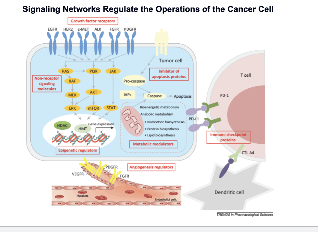 <ul><li><p>growth factor receptors</p><ul><li><p>proteins on the surface of the tumor cell</p></li><li><p>EGFR, HER2, c-MET, ALK, FGFR, PDGFR</p></li><li><p>normally, detect signals that tell cell to grow or divide; in cancer, often overactive, sending constant “grow” signals</p></li></ul></li><li><p>non-receptor signaling molecules</p><ul><li><p>RAS → RAF → MEK → ERK → cell growth and division</p></li><li><p>PI3K → AKT → mTOR → cell survival, metabolism, growth</p></li><li><p>JAK → STAT → gene transcription</p></li></ul></li><li><p>epigenetic regulators</p><ul><li><p>controls how DNA is packaged and which genes are turned on or off</p></li><li><p>cancer cells may alter gene expression WITHOUT changing the DNA itself</p></li></ul></li><li><p>inhibitor of apoptosis proteins</p></li><li><p>metabolic modulators</p><ul><li><p>cancer cells change their metabolism to support rapid growth:</p><ul><li><p>nucleotide synthesis</p></li><li><p>protein &amp; lipid biosynthesis</p></li></ul></li></ul></li><li><p>angiogenesis</p><ul><li><p>cancer cells secrete signals (VEGF, PDGFR) to promote blood vessel growth </p></li></ul></li><li><p>immune checkpoint proteins</p><ul><li><p>tumor cells express PD-L1 which binds to PD-1 on T cells which inhibits T cells</p></li><li><p>CTL-A4 inactivates dendritic cells</p></li></ul></li></ul><p></p>