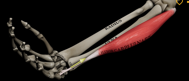 <p>Function: flexes wrist</p><p>Origin:&nbsp;medial epicondyle of humerus</p><p>Insertion: metacarpals</p>