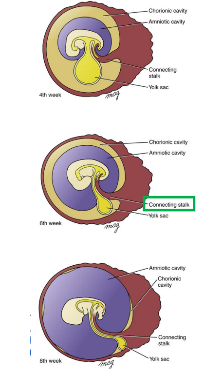 <ul><li><p>ontstaan van navelstreng:</p><ul><li><p>lichaamsvouwing scheidt het zich vormende embryo van zijn extra-embryonale membranen</p></li><li><p>proces vindt plaats &amp; embryo groeit → amnion houdt gelijke tred, breidt uit totdat het het gehele embryo omsluit, behalve het navelgebied</p><ul><li><p>verbindingssteel &amp; dooierzak komen tevoorschijn</p></li></ul></li></ul></li><li><p>tussen 4e &amp; 8e week: toename in productie van vruchtwater zorgt dat amnion opzwelt totdat het volledig de chorionische ruimte overneemt</p></li><li><p>snel uitbreidende amnionholte vult zich met vocht &amp; doet chorionholte tussen week 4 &amp; 8 verdwijnen</p></li><li><p>nadat embryonale vouwing voltooid is, ontstaat het amnion uit de navelring die de wortels van de vitellijnkanaal &amp; de verbindingssteel omringt</p></li><li><p>progressieve uitbreiding van amnion zorgt voor een buis van amniotische membraan die de verbindingssteel &amp; het vitellijnkanaal omsluit</p></li></ul><p>→ samengestelde structuur = navelstreng</p><p></p>