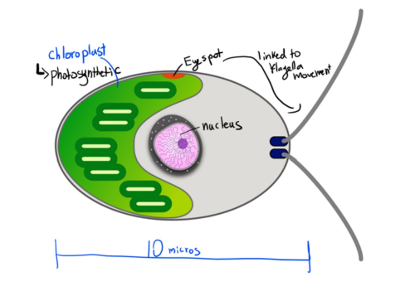 <p>-eukaryote</p><p>-Single-celled green algae</p><p>-Has a chloroplast: photosynthetic, autotroph</p><p>-It's a model of study in bio (like lab rats) because it has a short generation time</p><p>-Has an eyespot</p><p>-Haploid dominant life style (haplontic)</p><p>-mitochondria</p><p>-has a flagella</p><p>-nucleus</p><p>-photosynthetic autotroph</p><p>-10 microns in length</p><p>-can grow in liquid culture and in agar plates, making them ideal to use in labs</p>