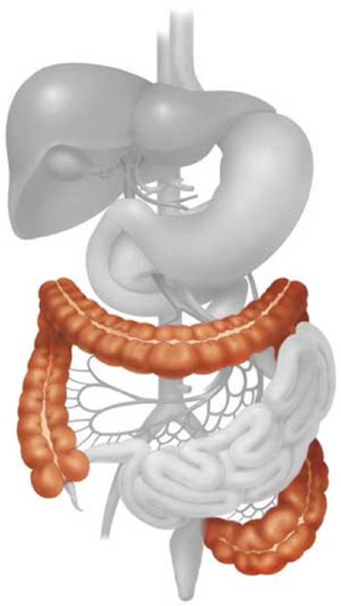 <p>the fifth/final part of the alimentary canal that functions in absorption and expulsion</p><p>4 Parts:</p><p>1. Cecum</p><p>2. Appendix: attached to cecum</p><p>3. Colon (4 parts)</p><p>-> ascending, transverse, descending, sigmoid</p><p>4. Rectum</p><p>5. Anus</p><p>Functions: water reabsorption, secretion of mucus, bacteria to aid in digestion, removes undigested food</p>