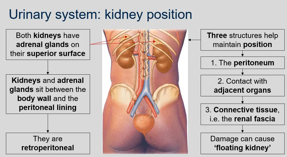 The adrenal glands are located on the superior surface of both kidneys. 