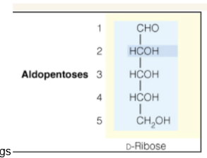 <p>Show how this sugar may cyclize into rings</p>