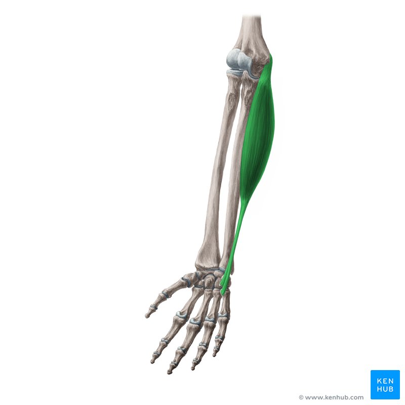 <p>Origin - medial epicondyle of humerus </p><p>Insertion - pisiform</p><p>Action - flexion and adduction at the wrist</p>