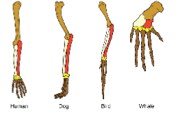 <ul><li><p>If two or more species share a unique physical feature, such as complex bone structure or a body plan, they may all have inherited this feature from a common ancestor.</p></li><li><p><em><u><mark data-color="yellow" style="background-color: yellow; color: inherit;">Homologous structures</mark></u></em>&nbsp;are physical features shared by different species due to<em> </em><u><mark data-color="yellow" style="background-color: yellow; color: inherit;">evolutionary history (a common ancestor).</mark></u></p></li></ul><p></p>