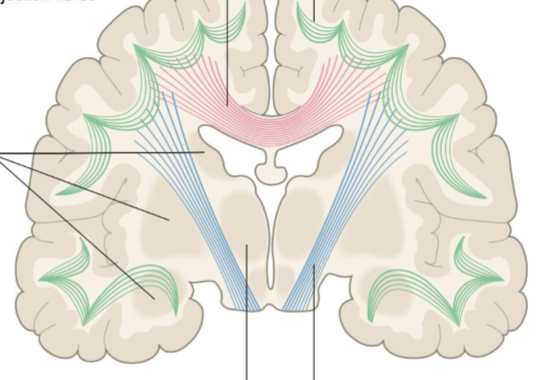 <p>Pink, connects corresponding cortical areas in both hemispheres e.g. corpus callosum </p>