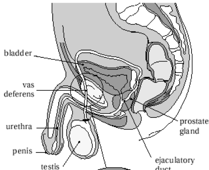 <p>3 - Testes </p><p>1 - Epididymis </p><p>5 - Vas deferents</p><p>6 - Seminal vesicles </p><p>2 - Prostate</p><p>4 - Urethra</p>