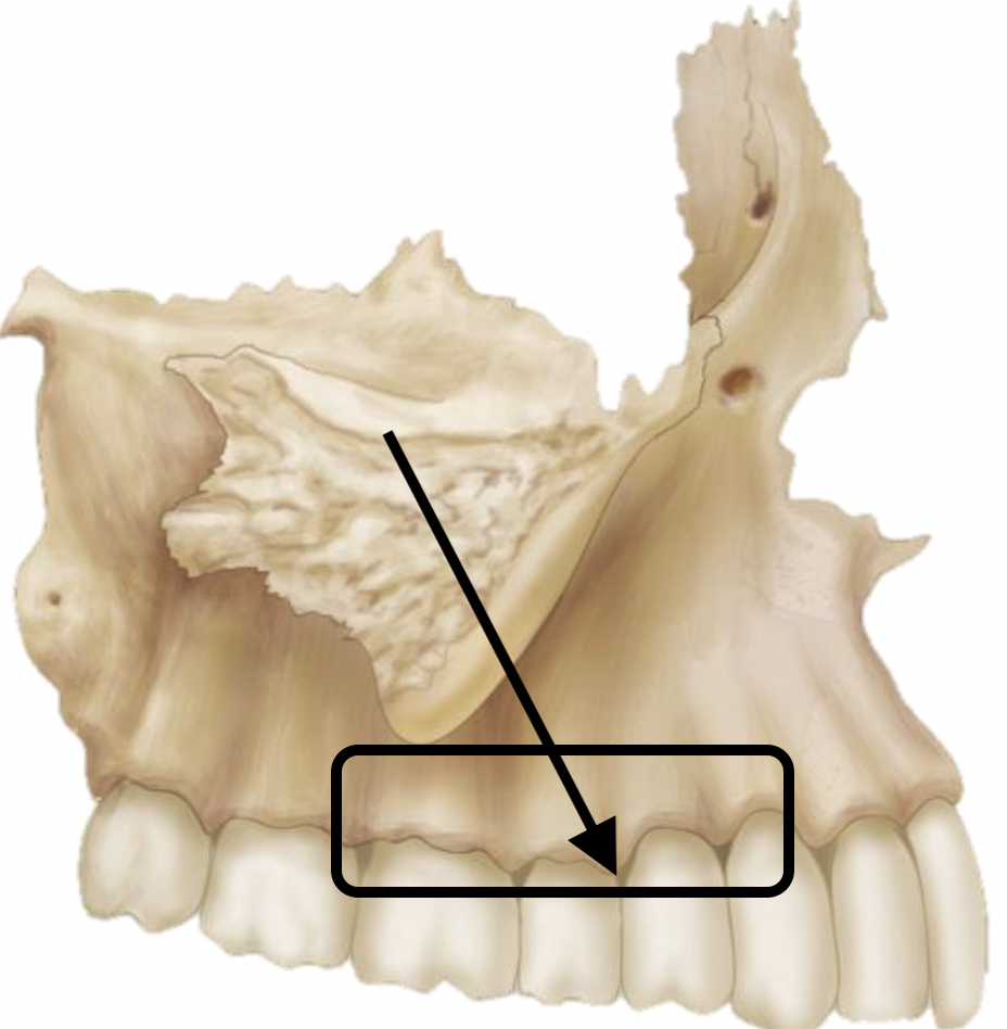 <p>Name the bone marking</p>
