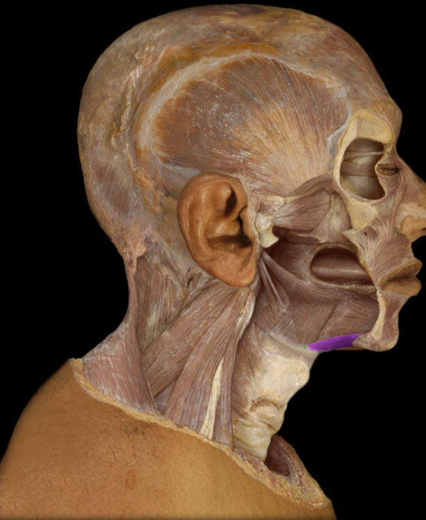 <p>Geniohyoid m.</p>
