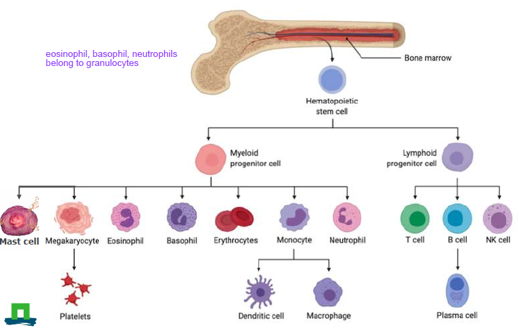 <p>Hematopoietic stem cell</p><ul><li><p>myeloid progenitor cell</p><ul><li><p>Mast cell</p></li><li><p>Megakaryocyte -→ platelets</p></li><li><p>Easoinophil</p></li><li><p>Basophil</p></li><li><p>Erythocytes</p></li><li><p>monotye → dendritic cell, macrophige</p></li><li><p>neutrophil</p></li></ul></li><li><p>lymphoid progenitor cell</p><ul><li><p>T cell</p></li><li><p>B cell → plasma cell</p></li><li><p>NK cell</p></li></ul></li></ul><p></p>