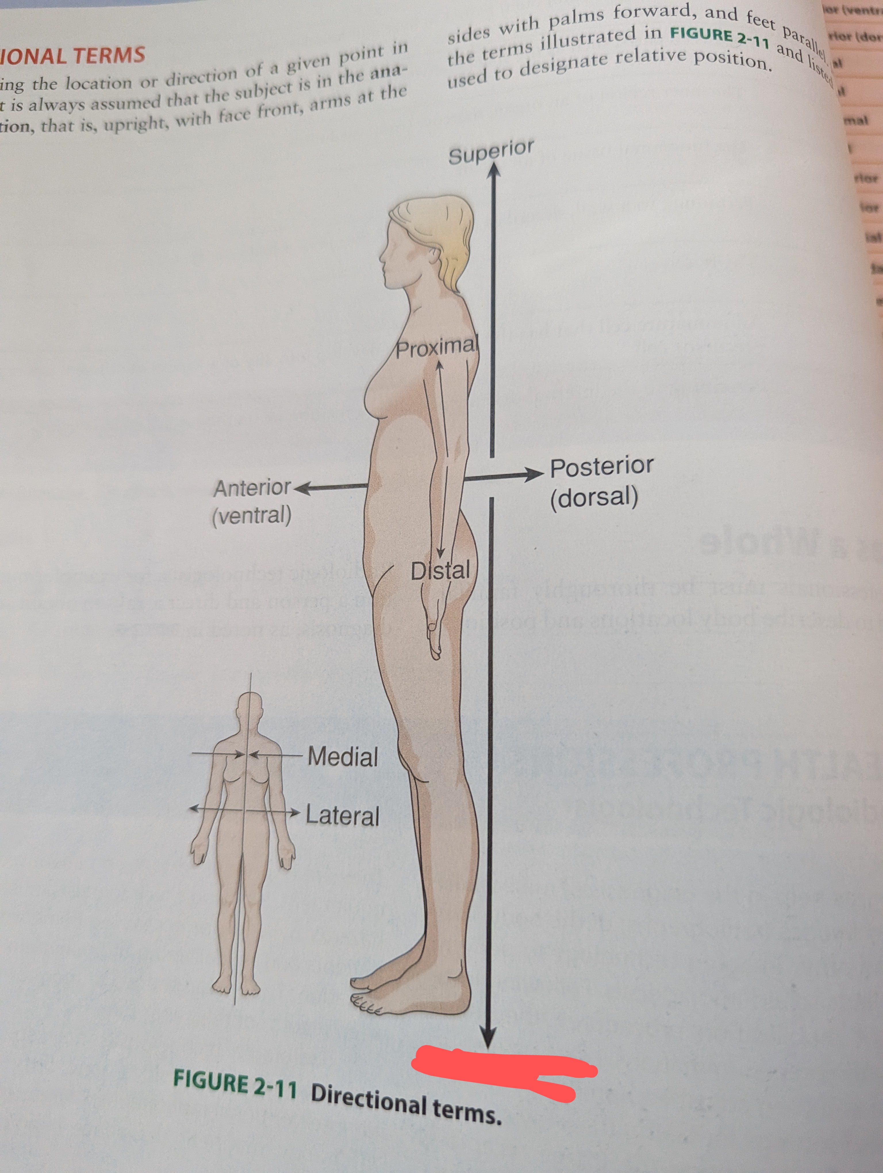 term image