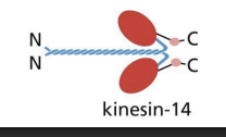 <p>motor domains at C-terminal and moves to minus end.</p>