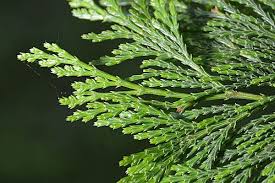 <p>-The bark has a pineapple or</p><p>butterscotch scent</p><p>-Flattened leaves resemble wine glasses</p><p>-The color of the bark is cinnamon</p><p>brown (orange-red)</p>