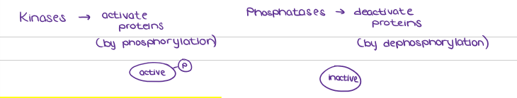 <ul><li><p><strong><u>Protein kinase molecules are </u><em><u>inactivated by the removal of the phosphate group</u></em><u> (DEPHOSPHORYLATION) by enzymes called <mark data-color="yellow" style="background-color: yellow; color: inherit;">PHOSPHATES.</mark></u> </strong>This makes the protein kinases available for reuse.</p></li></ul><p></p>