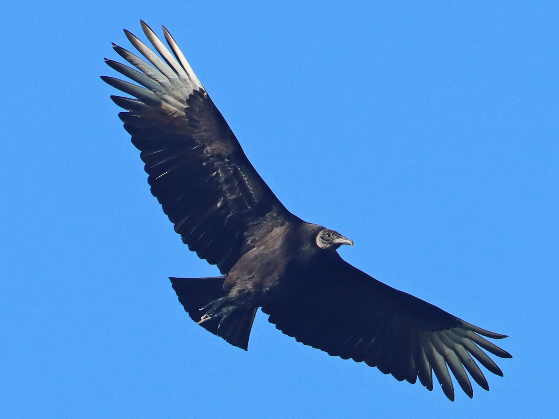 <p>Black Vulture</p>