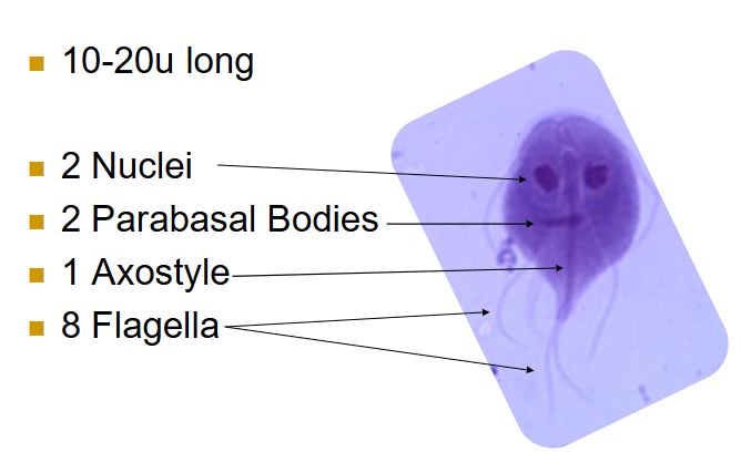 <p>(flagellates) giardia trophozoites </p>