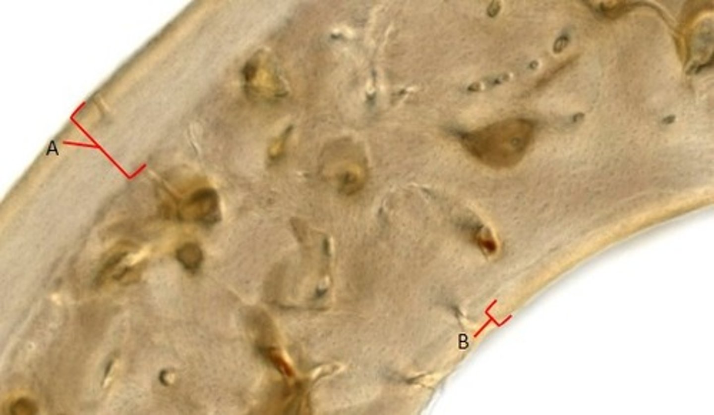 <p>Identify the structures.</p>