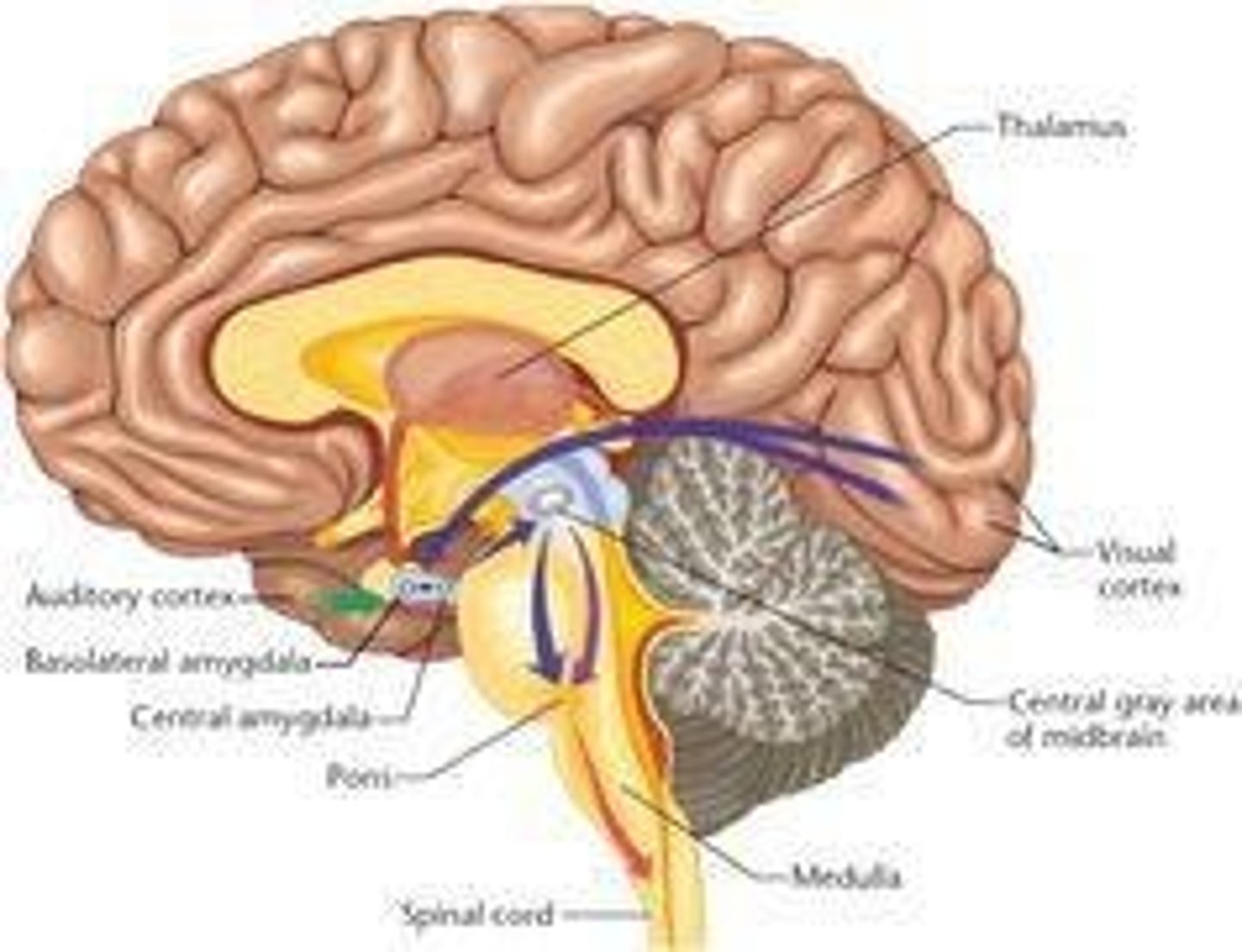 <p>It is part of the brain regions involved in various social behaviors, including aggression and bonding.</p>