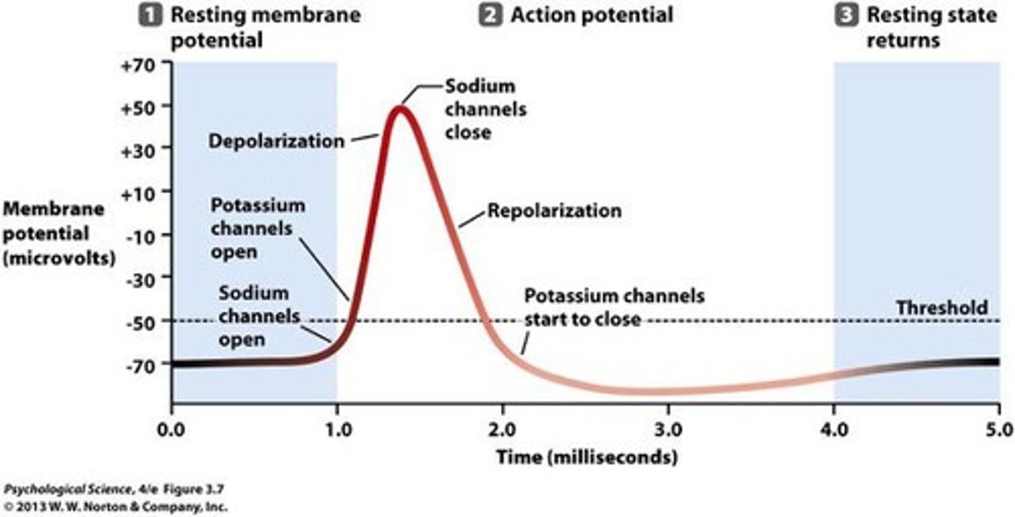 <p>Rapid change in membrane potential signaling neuron firing.</p>