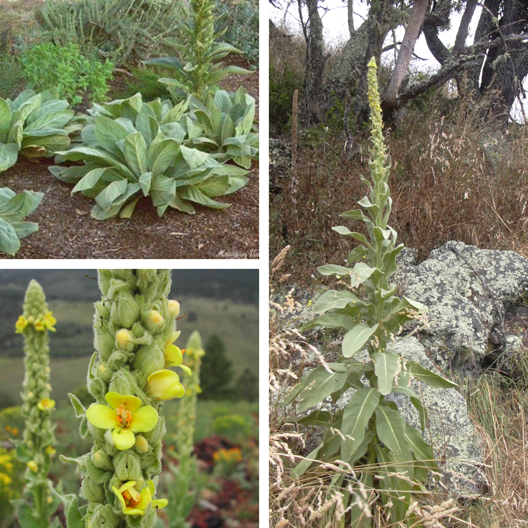<p>Common mullein</p><p>TALL, like lambs ear, very soft, yellow candle like flower</p>