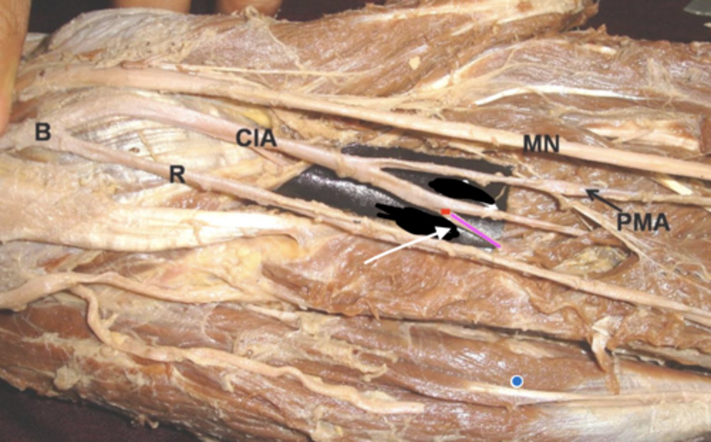 knowt flashcard image